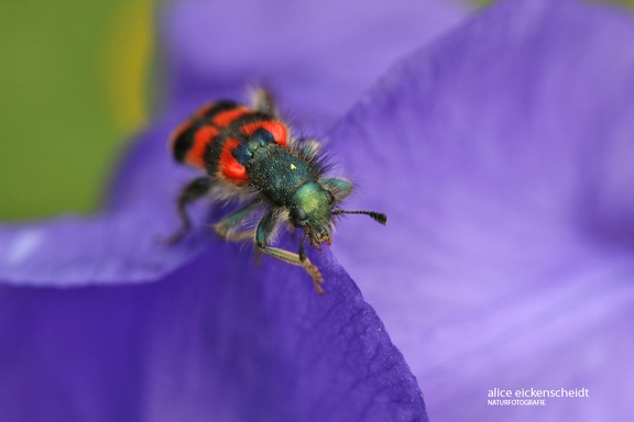 Zottiger Bienenkäfer (Trichodes alvearius)